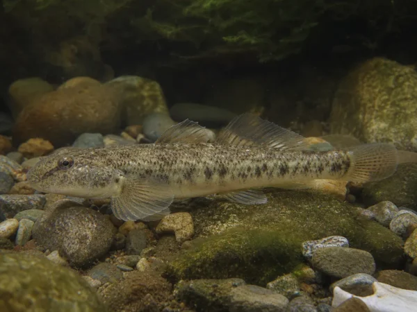 Gobio albipinnatus