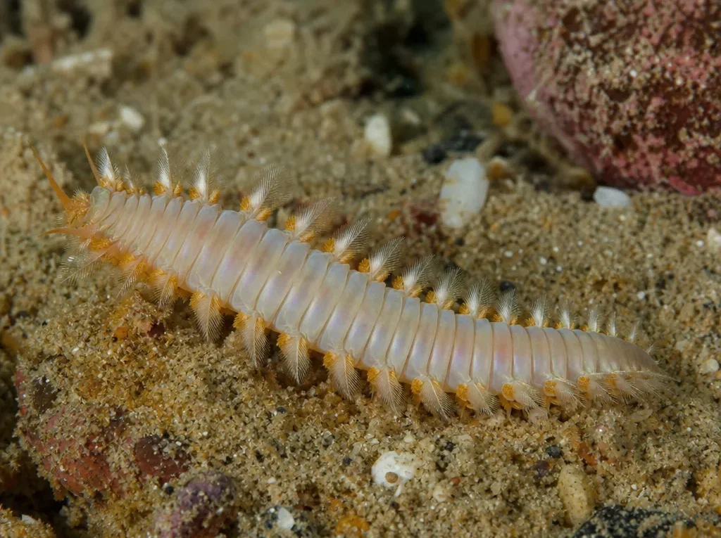 Oenone fulgida - Oenone fulgida - wieloszczet