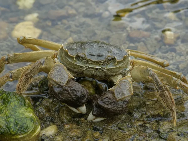 Krab chiński pacyficzny – Eriocheir sinensis