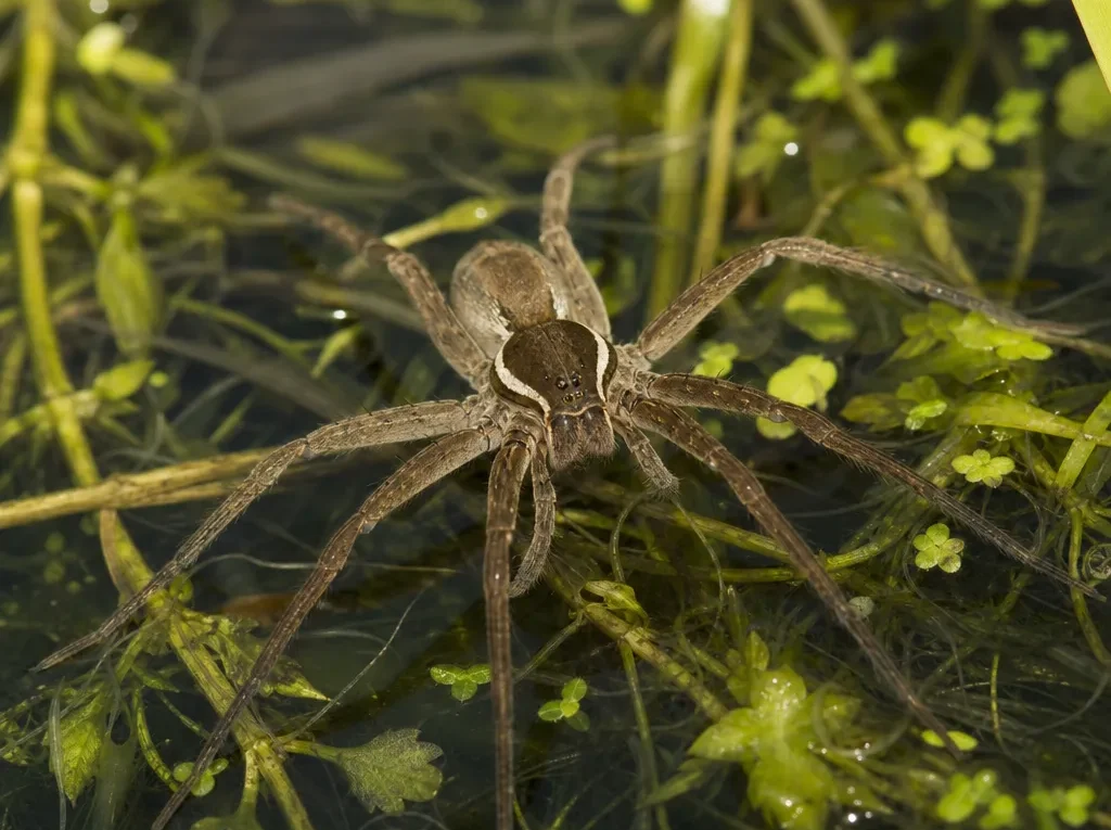 Bagnik nadwodny - Dolomedes plantarius - pająk