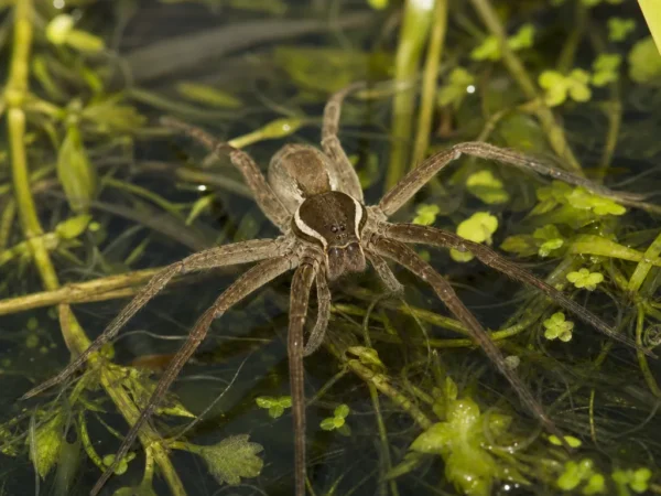 Bagnik nadwodny - Dolomedes plantarius - pająk