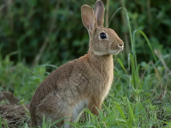 Oryktolag – Oryctolagus cuniculus
