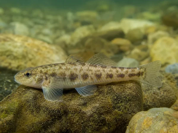 Gobio benacensis