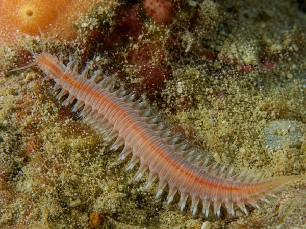 Dorvillea rubrovittata - Dorvillea rubrovittata - wieloszczet