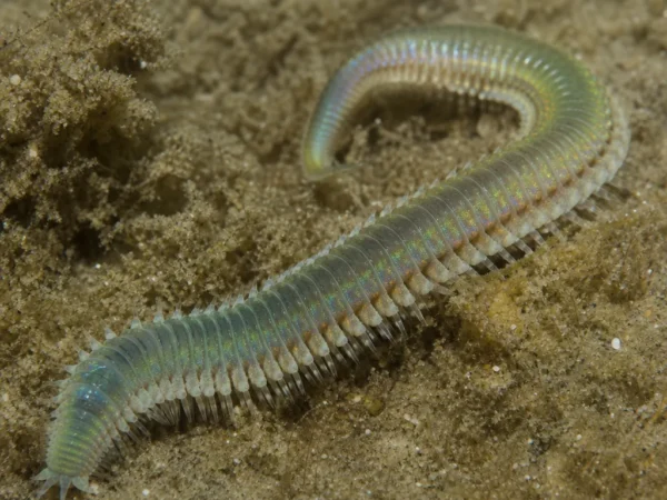 Palola viridis - Palola viridis - wieloszczet