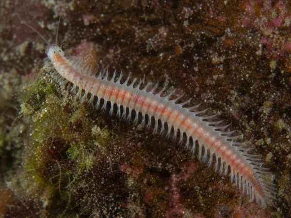 Ophryotrocha labronica - Ophryotrocha labronica - wieloszczet