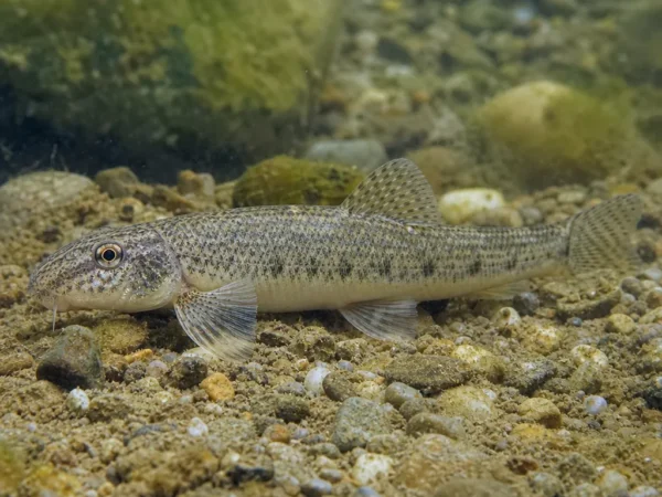 Gobio occitaniae