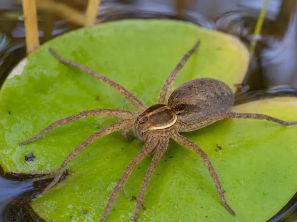 Pająk rybak sześciokropkowy - Dolomedes triton - pająk