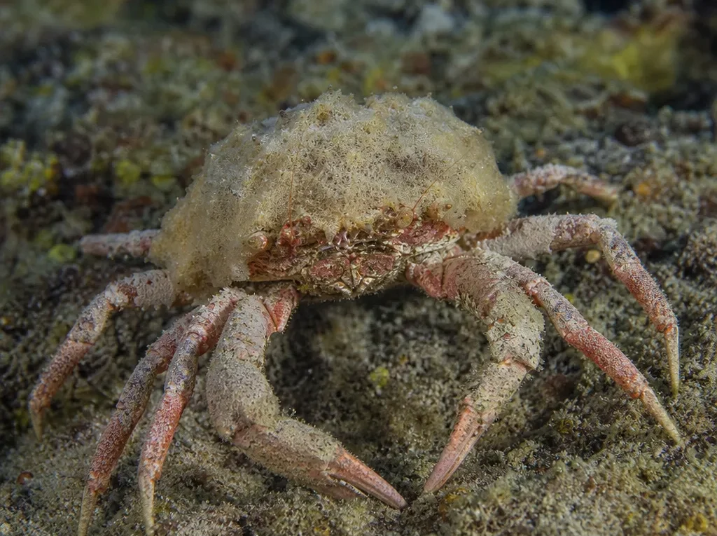 Krab gąbkowy - Dromia dormia - krab