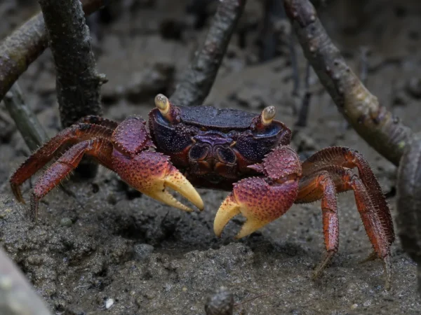 Krab granatowy mangrowy – Sesarma mederi