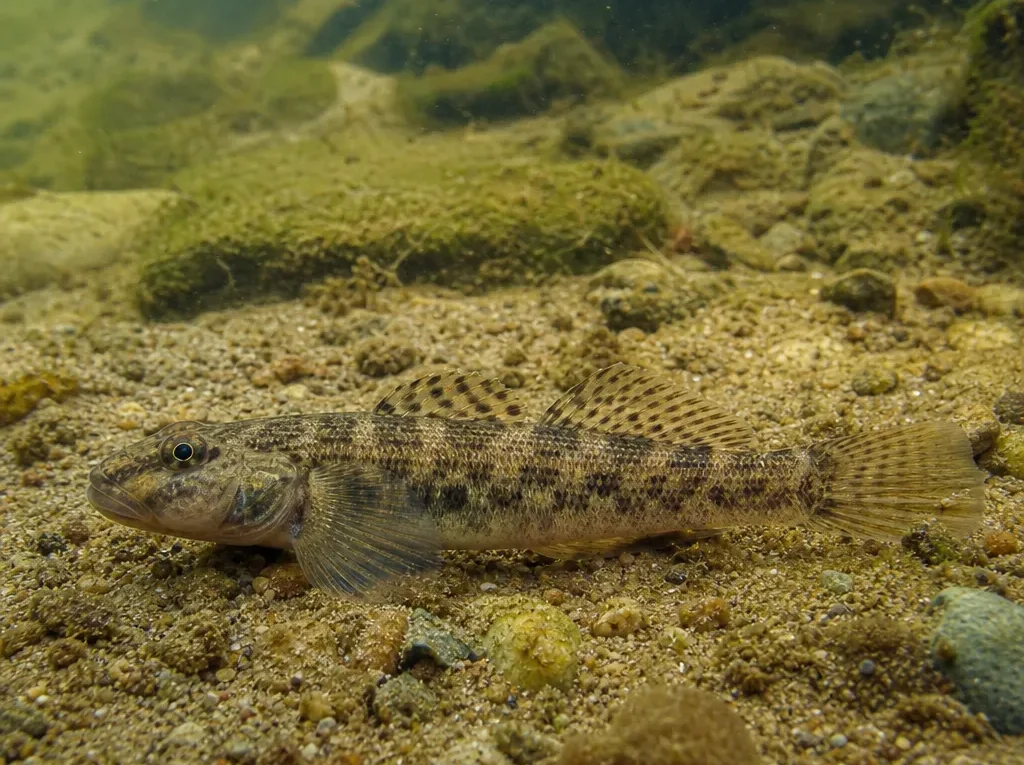 Gobio skadarensis