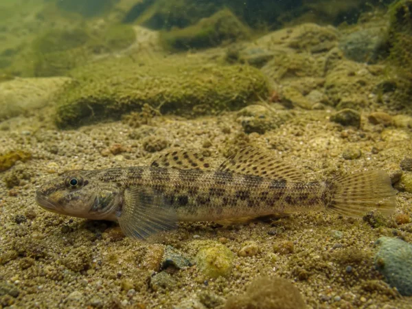 Gobio skadarensis