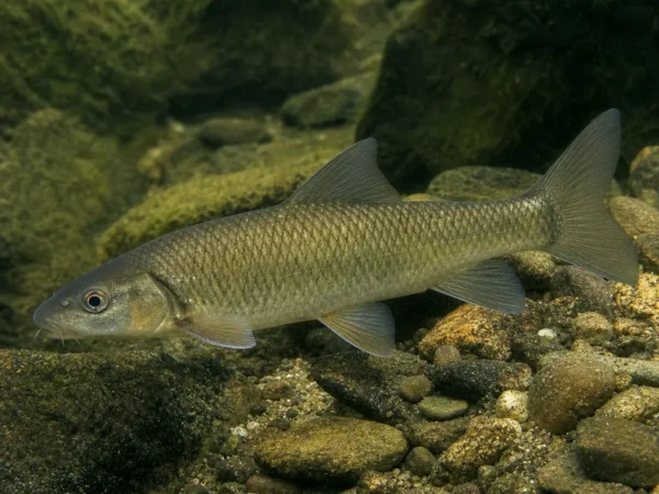 Luciobarbus esocinus