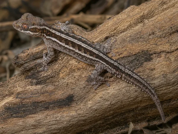 Gekon pręgowany australijski – Strophurus ciliaris