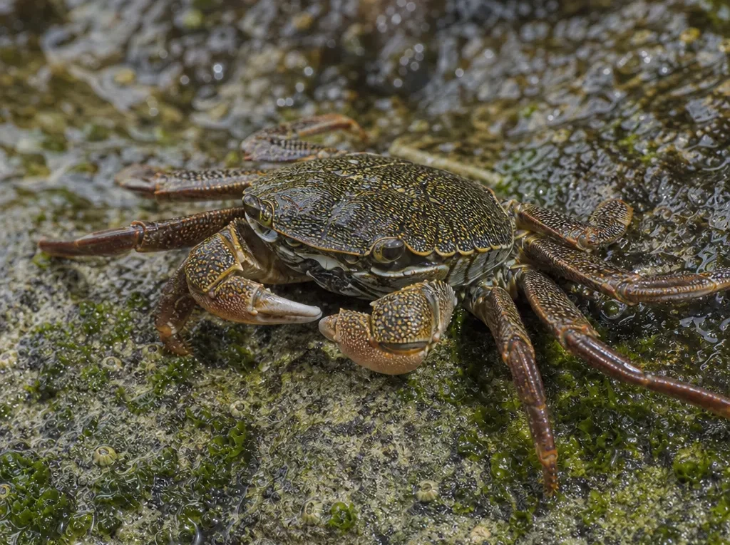 Krab brzegowy Hemigrapsus – Hemigrapsus spp.