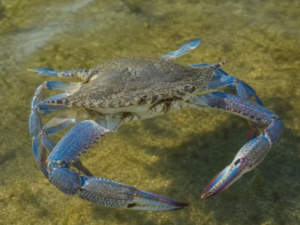 Krab wiosłonogi - Portunus pelagicus - krab pływający