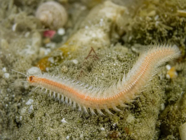 Ophryotrocha puerilis - Ophryotrocha puerilis - wieloszczet