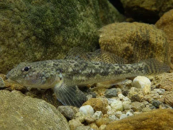 Gobio uranoscopus