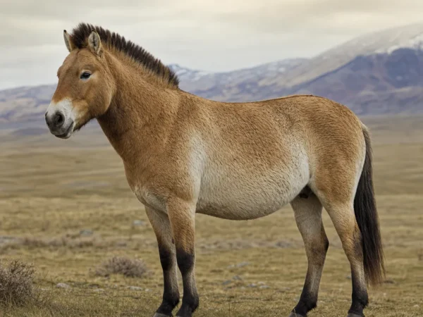 Equus ferus ferus