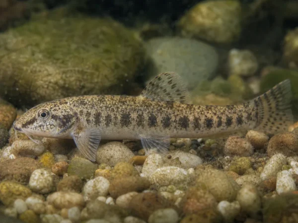 Gobio feraeensis