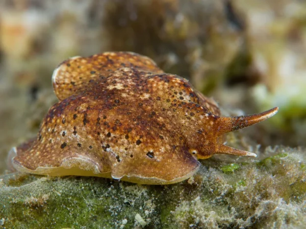 Ślimak Pleuroploca trapezium