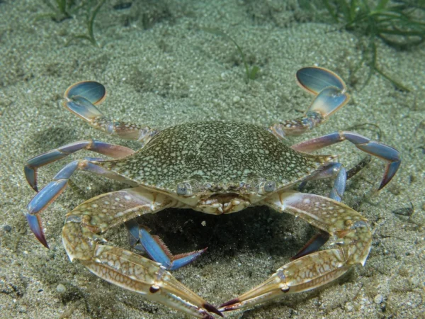 Krab gazami - Portunus trituberculatus - krab pływający