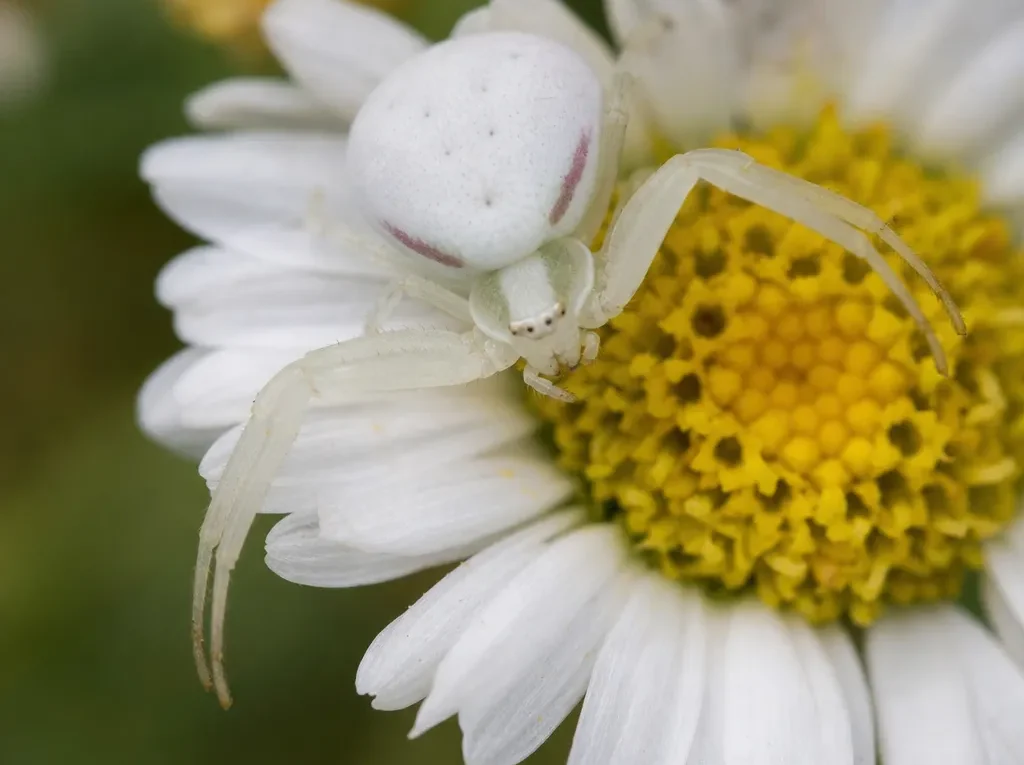 Kwietnik - Misumena vatia - pająk