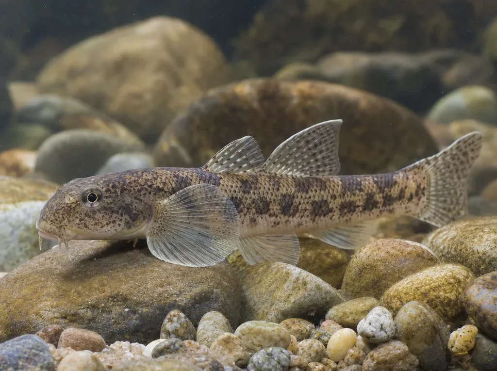 Gobio bulgaricus