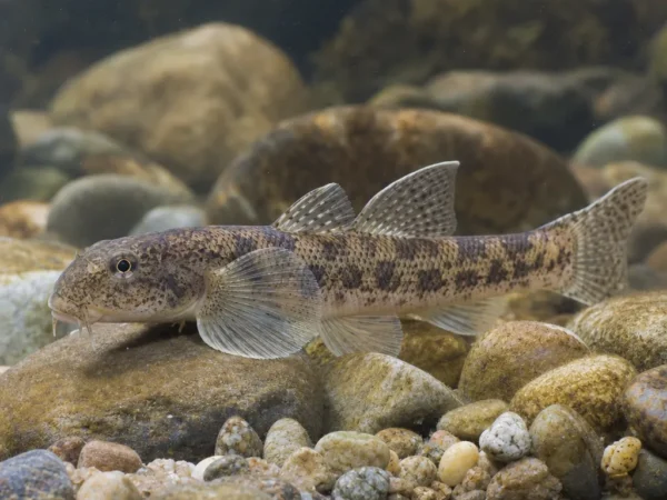 Gobio bulgaricus