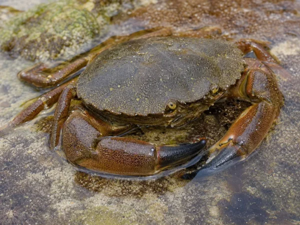 Krab aksamitny - Necora puber - krab pływający