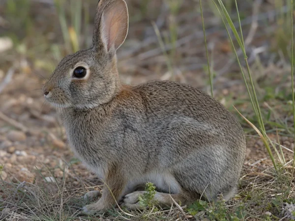 Królik amerykański – Sylvilagus transitionalis