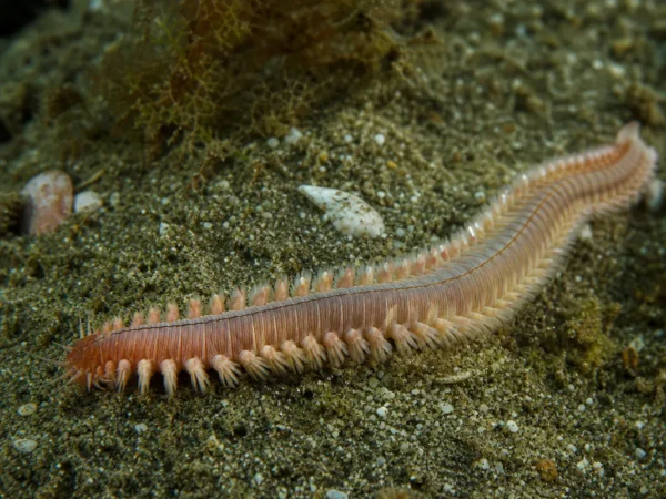 Protodorvillea kefersteini - Protodorvillea kefersteini - wieloszczet