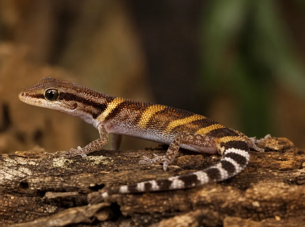 Gekon złotopręgi madagaskarski – Lygodactylus tolampyae