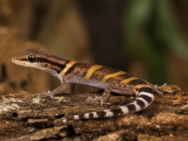 Gekon złotopręgi madagaskarski – Lygodactylus tolampyae