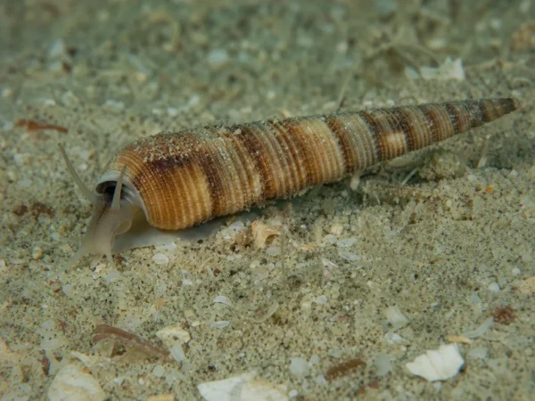Ślimak Terebra subulata